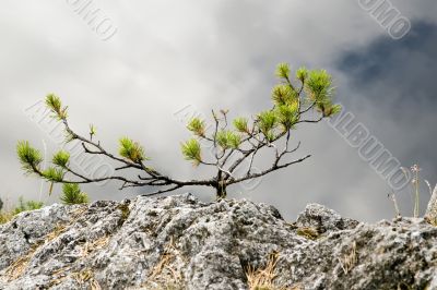 Yang fog, tree Yang fog, tree