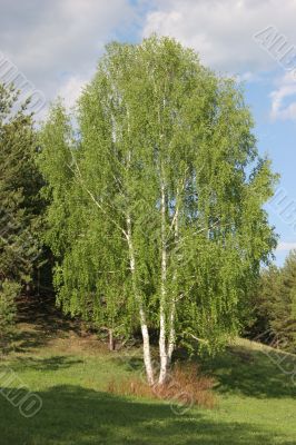 A tree is a birch