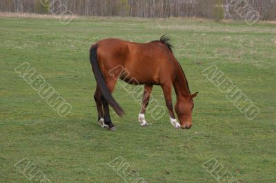 withe horse