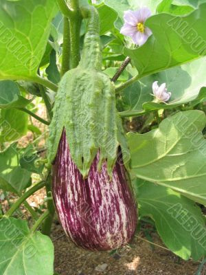 Eggplant in the garden