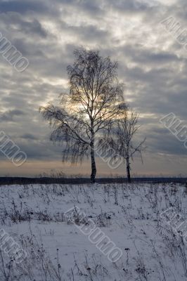 tree in the field in winter