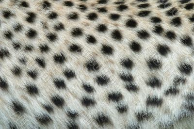 Skin of the leopard