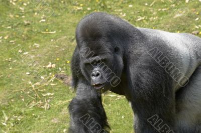 Silverback Gorilla