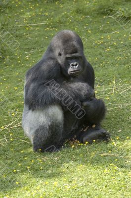 Silverback Gorilla