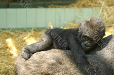 Baby Gorilla