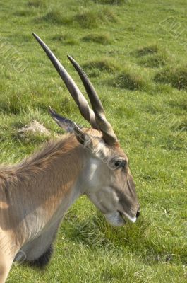 Eland antelope