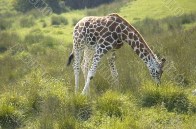 Giraffe