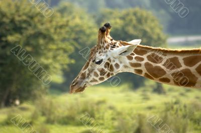 Giraffe
