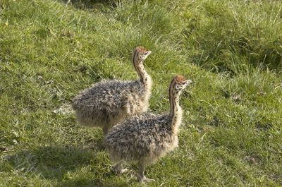 Young Ostrich