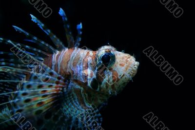 fish, gruff, fishing, water, deep fish, gruff, fishing, water, deep