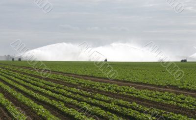 Watering Crops