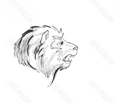 Lion head sketch