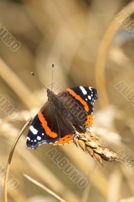 Red Admiral