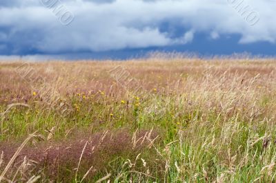 hdr flowery meadow