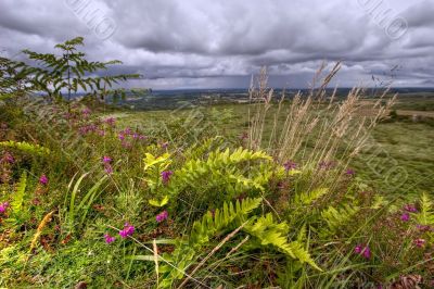 heather and fern HDR