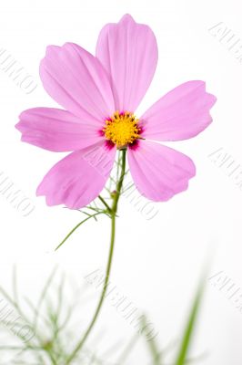 single cosmos flower isolated