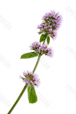 aquatic mint isolated on white