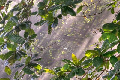 morning sunlight in vegetation 2