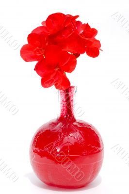 blood geranium blood geranium