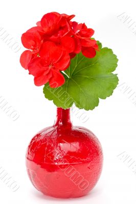 geranium in blood