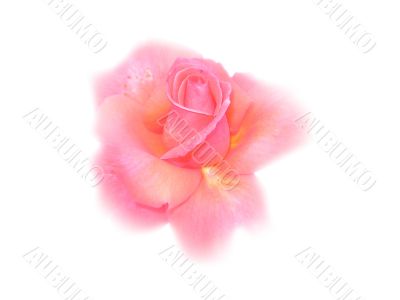 Tender rose isolated on white