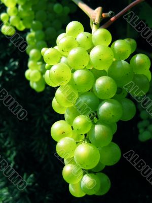 Ripe green bunch of grapes