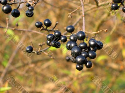 Autumn black berry with a yellow-brown background