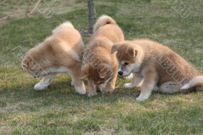 Puppys Japan Akita-Inu