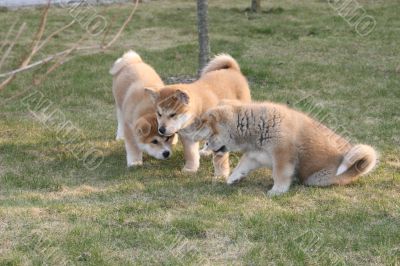 Puppys Japan Akita-Inu