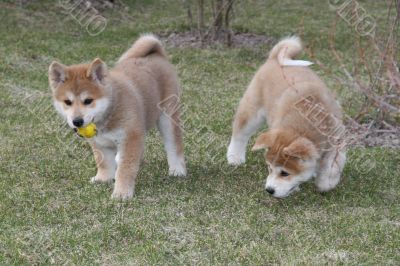 Puppys Japan Akita-Inu Puppys Japan Akita-Inu
