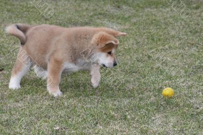 Puppys Japan Akita-Inu Puppys Japan Akita-Inu