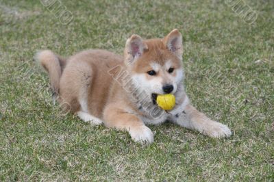 Puppys Japan Akita-Inu Puppys Japan Akita-Inu