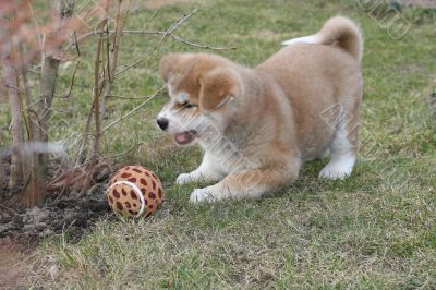 Puppys Japan Akita-Inu Puppys Japan Akita-Inu