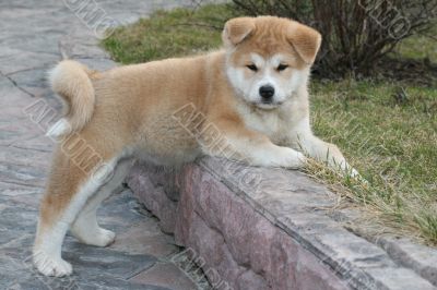 Puppys Japan Akita-Inu Puppys Japan Akita-Inu