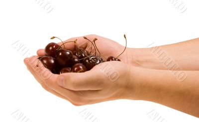 Hand holds cherries