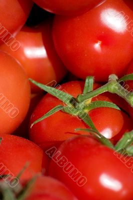 Sunny tomatoes