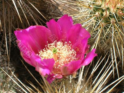  magenta bloom centered and alive with pollen