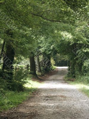 country lane on a summer afternoon