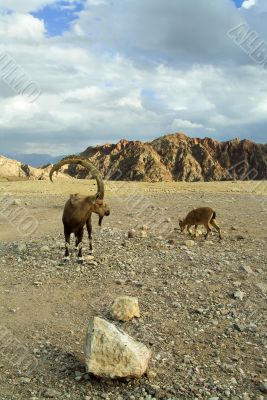 The herd of goats is grazed in mountains