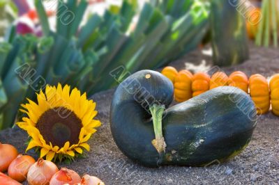 Nice vegetable marrow Nice vegetable marrow