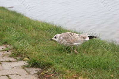 The young seagull