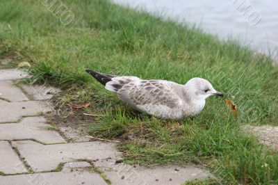 The young seagull