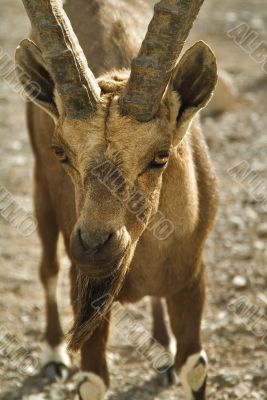 The goat has got hungry The goat has got hungry