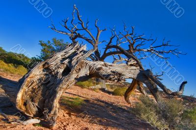 It was a strong wind It was a strong wind