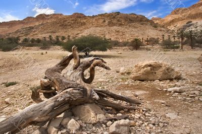 Dry tree.