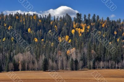 Small cloud above an autumn grove.