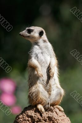 Slender-tailed meerkat