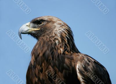 Royal Eagle Royal Eagle