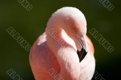 Pink Flamingo