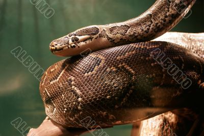 Huge Boa Constrictor in jungle